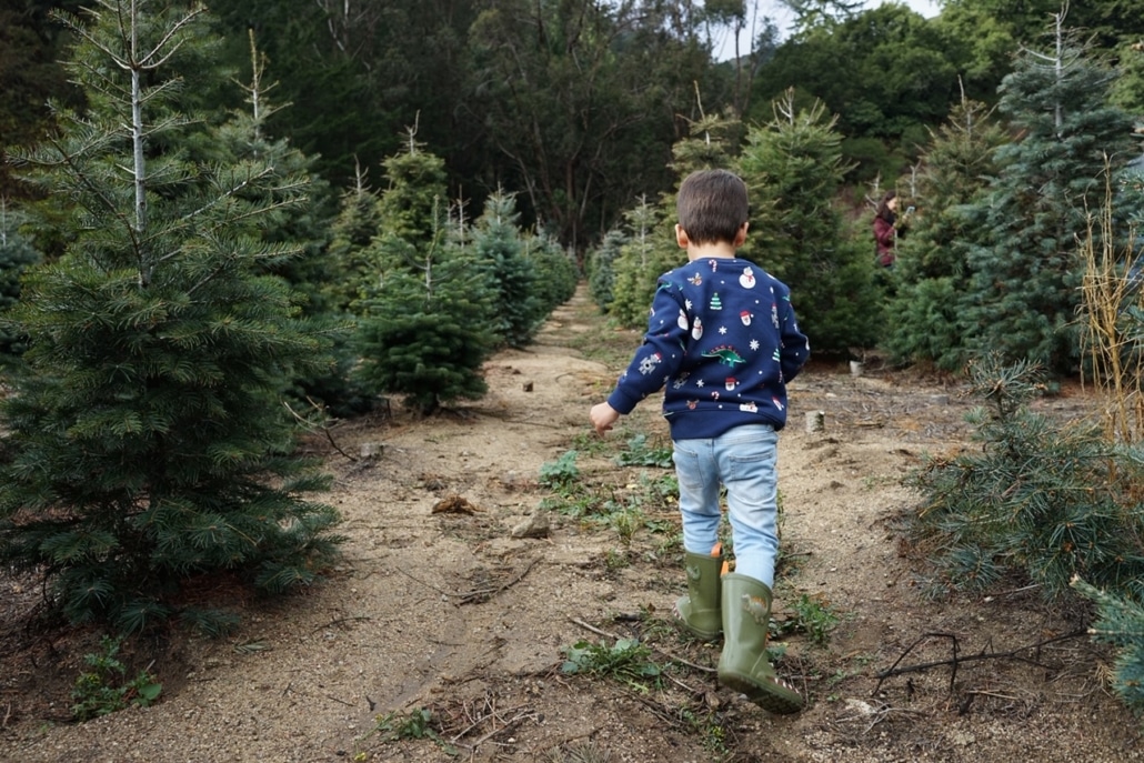 Livermore Tree Farm